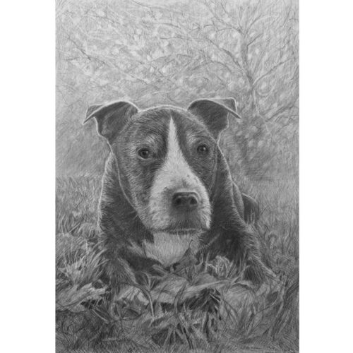 Custom Pet Portrait from Photo, Original Pencils drawing: Charcoal or Graphite
