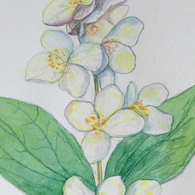 Jasmine flower