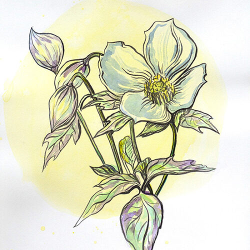 Clematis Montana Grandiflora