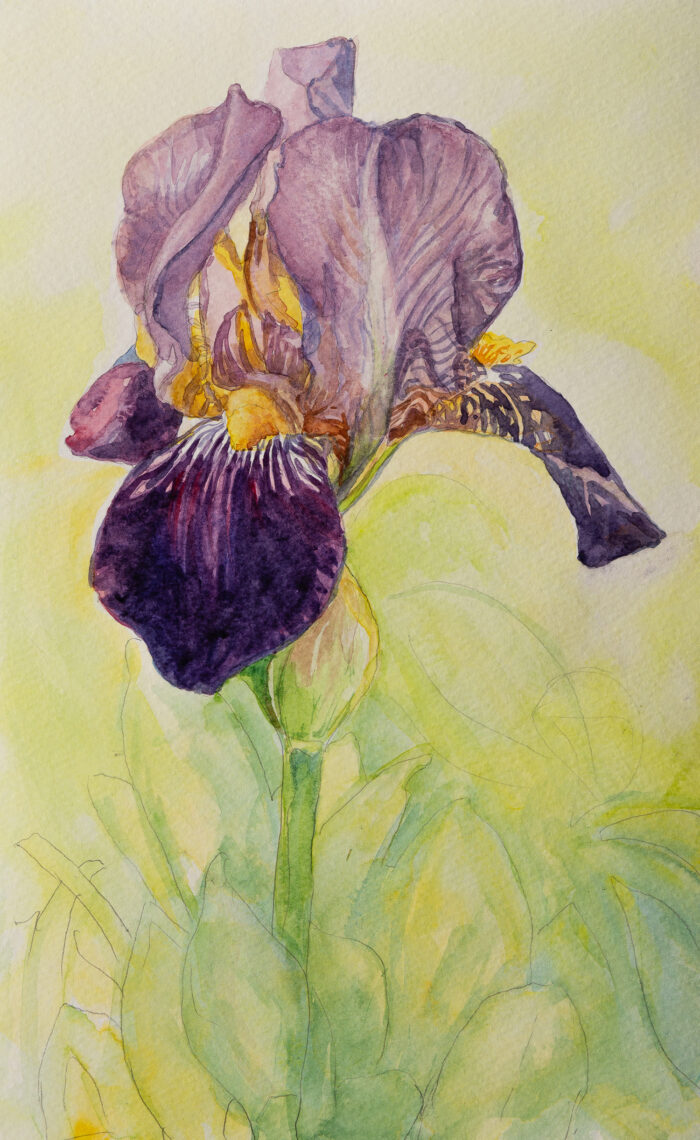 Flower Iris 001 - Image 2