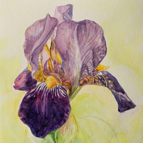 Flower Iris 001