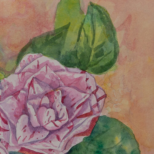 Camellia flowers