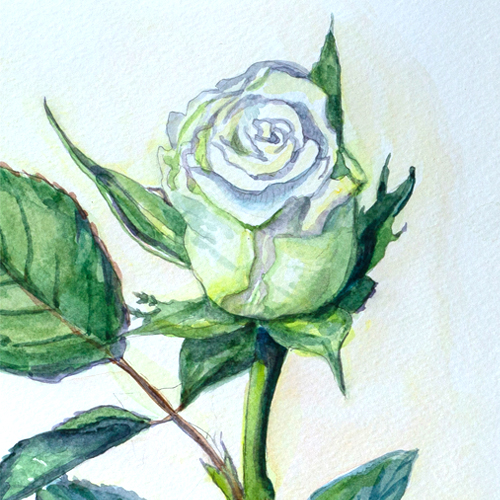 White rose watercolour