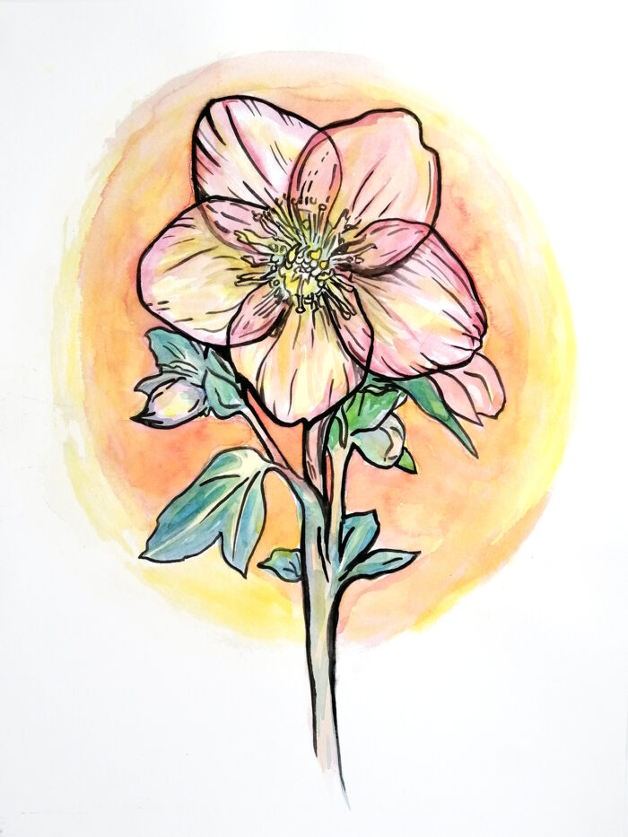 Hellebore - Image 3