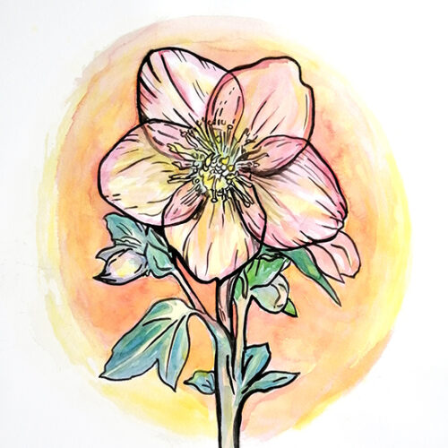 Hellebore