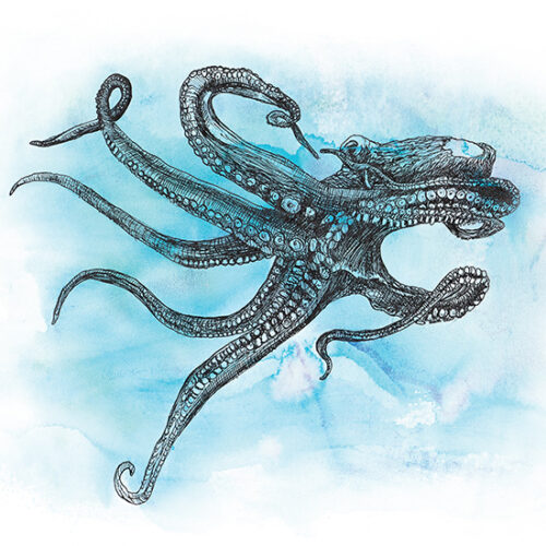 Black Octopus Print 210 x 297 mm