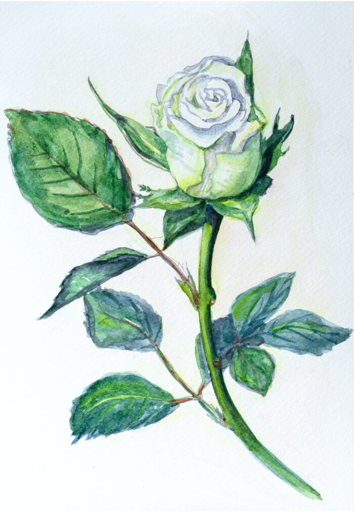 White rose watercolour - Image 2