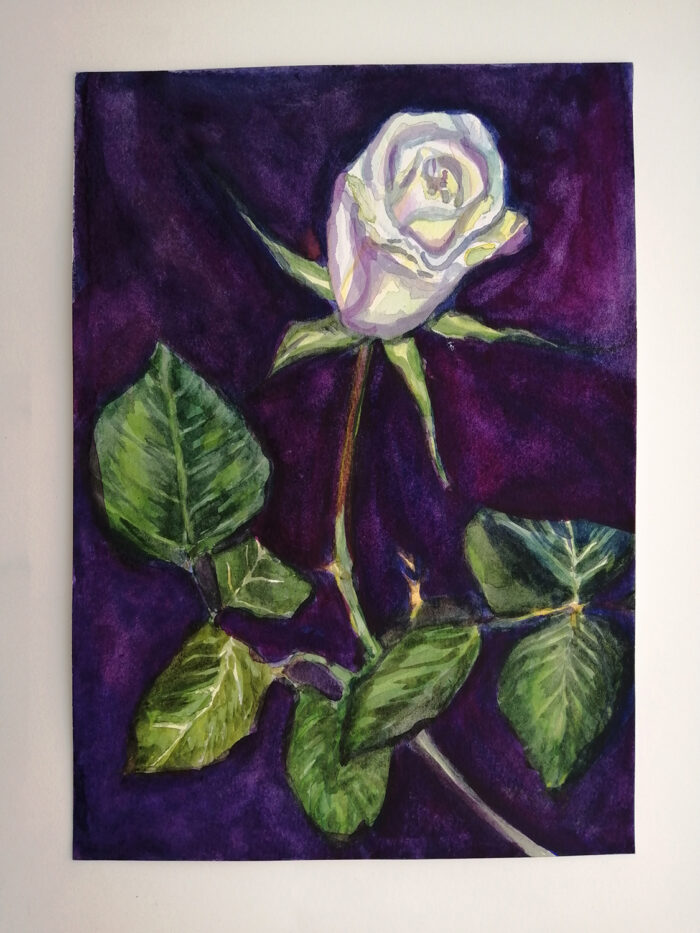 White rose on purple background ORIGINAL watercolour painting - Image 2