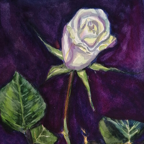 White rose on purple background ORIGINAL watercolour painting