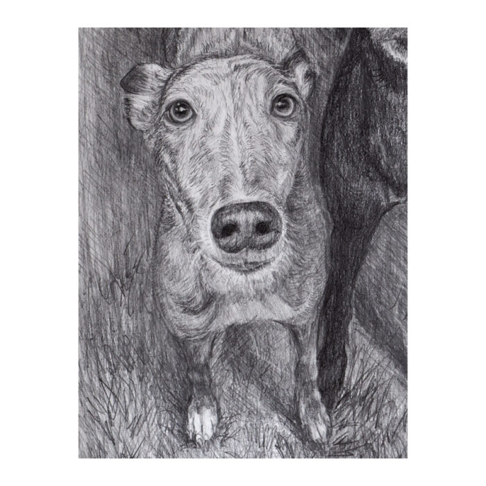 Custom Pet Portrait from Photo, Original Pencils drawing: Charcoal or Graphite - Image 3