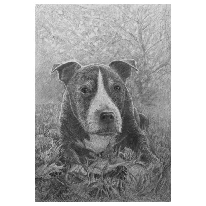 Custom Pet Portrait from Photo, Original Pencils drawing: Charcoal or Graphite - Image 6